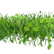 herbes3