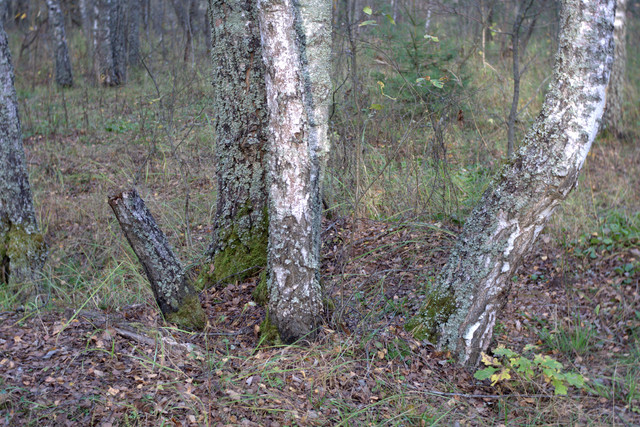 DSC7447-result.jpg