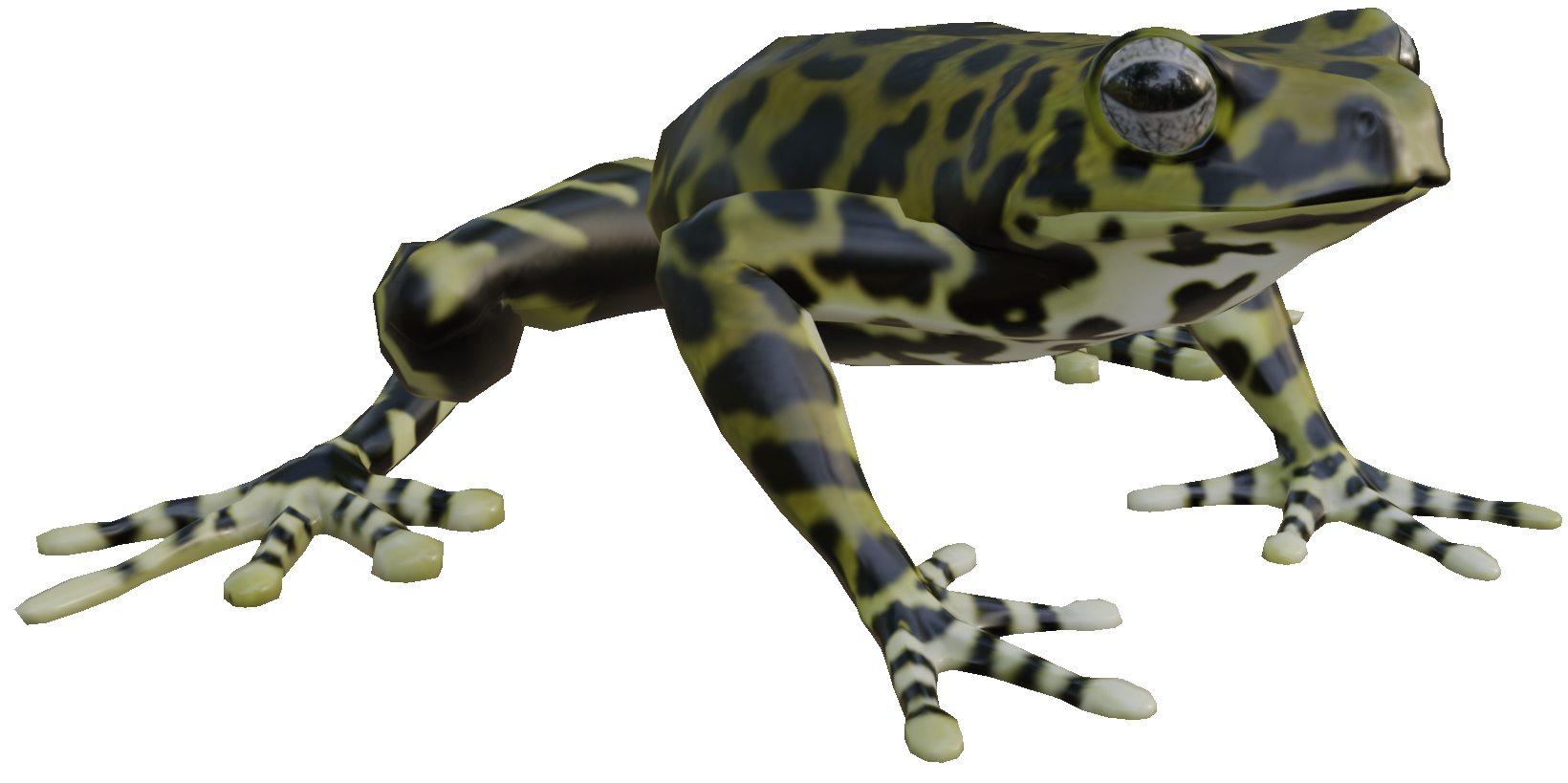 Tiger's Tree Frog