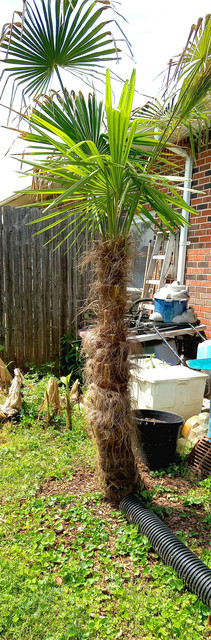 Queen Majesty Palm