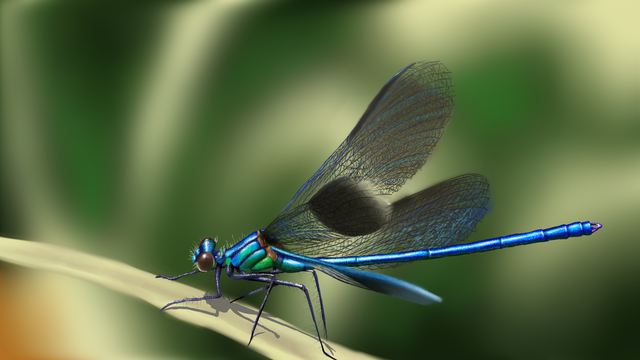Dragonfly