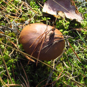 IMG-0346