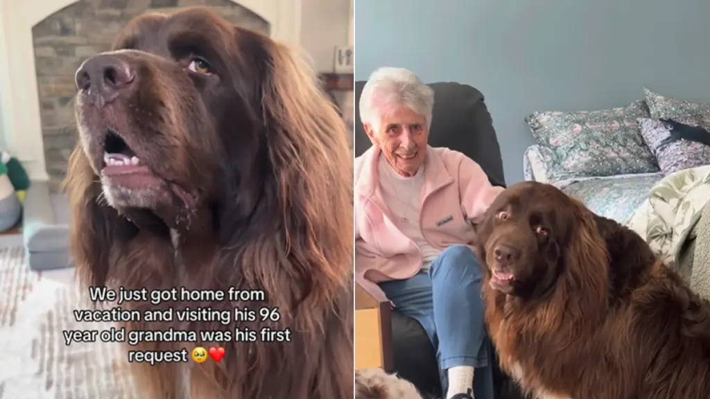 Loyal Dog Refuses to Leave Grandma's House