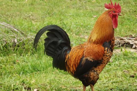 My Cock.jpg