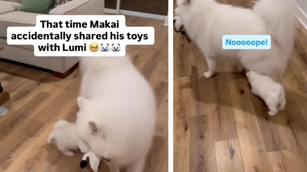 Dog Shares Toy with New Puppy Sister in Adorable Sibling Moment