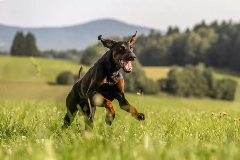 Ontario Bans Ear Cropping and Debarking in Major Animal Welfare Win