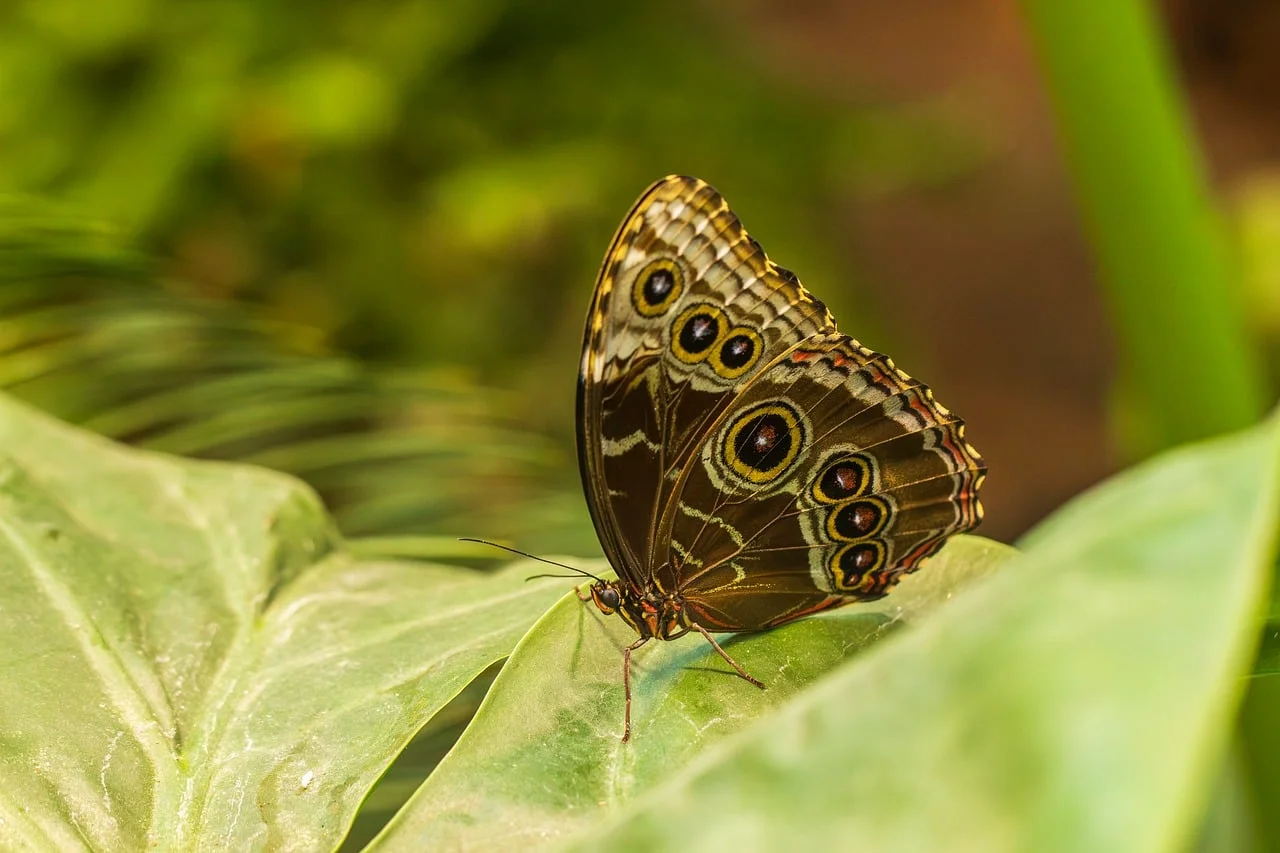High quality Nature Photography wallpaper by Engin_Akyurt from Pixabay