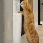 cat.gif