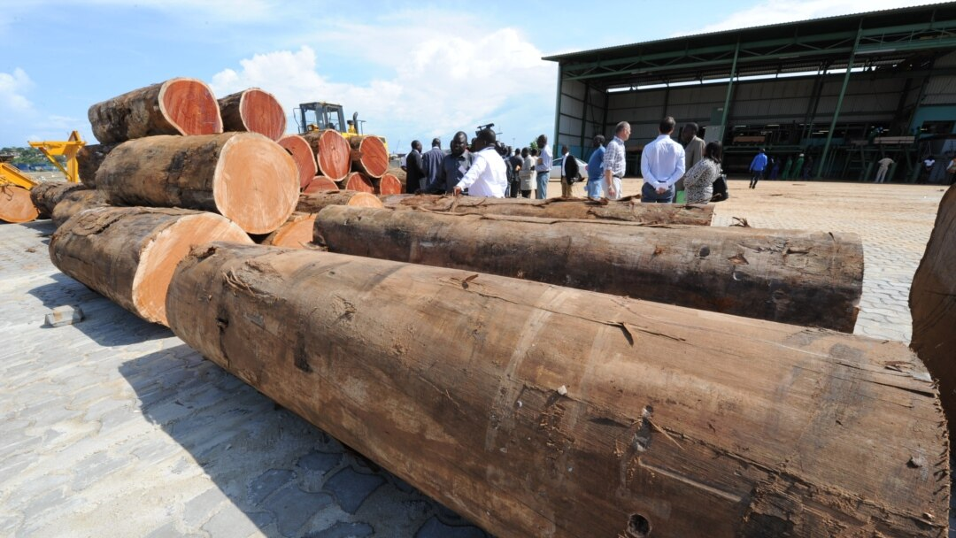 Illustration - Gabon : la révolution forestière d'Oligui Nguema, transformer le bois avant de l'exporter, le pari industriel qui change la donne en Afrique centrale