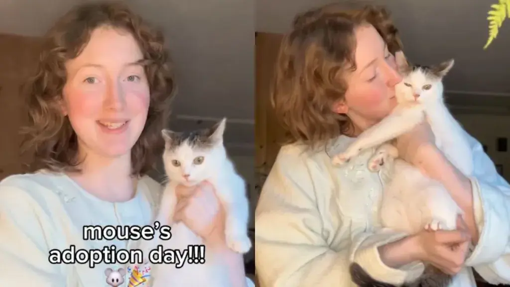 Scared Shelter Cat Thrives in Foster Care