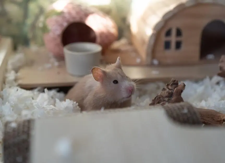 Rare Cancer Strikes Hamsters' Immune System
