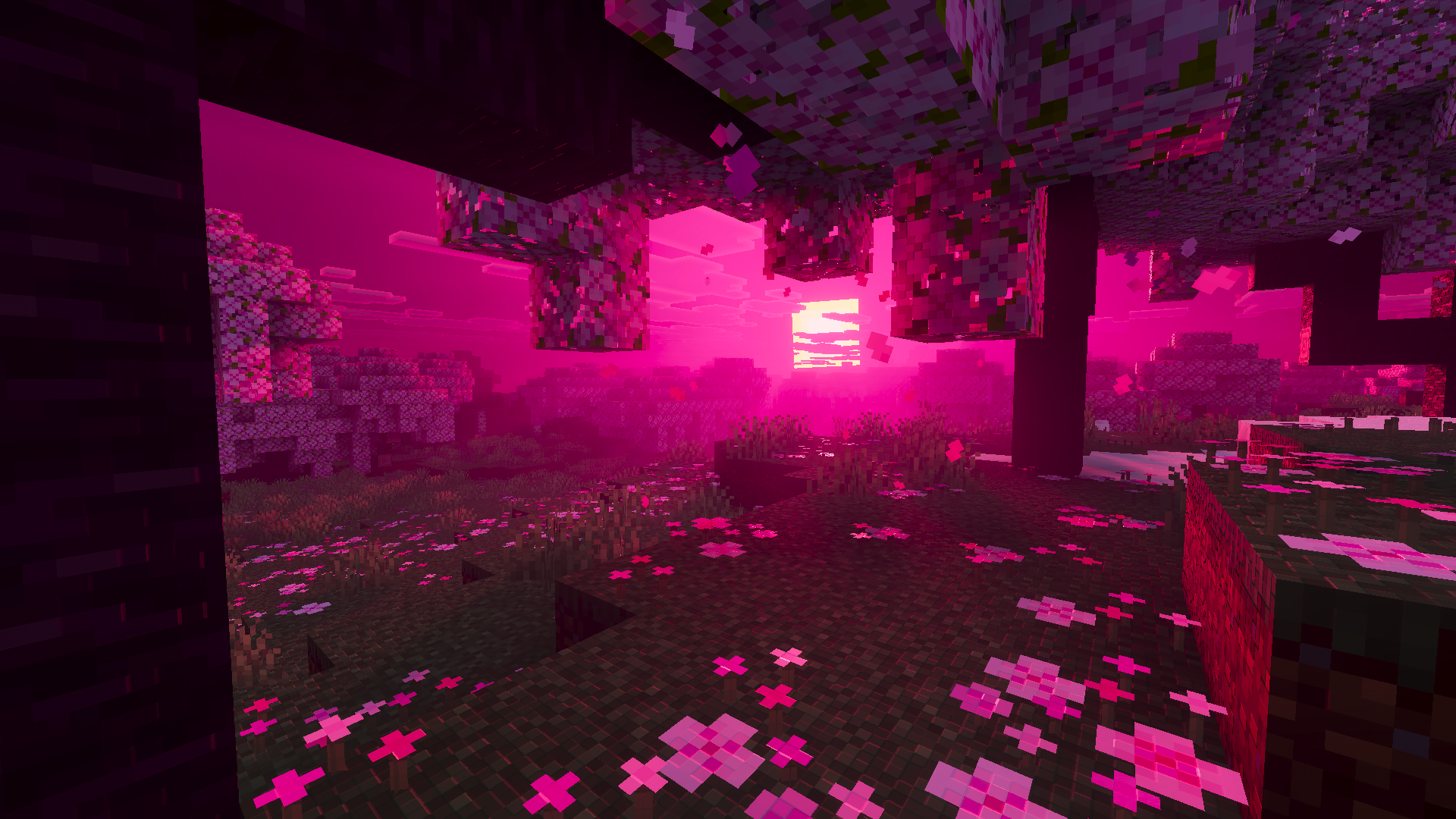 Cherry Canopy Sunset