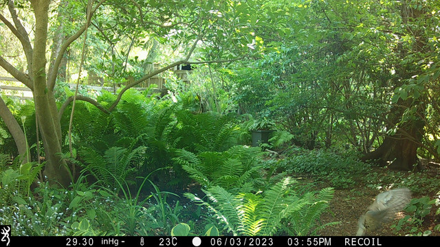 blurry-backyard-wing