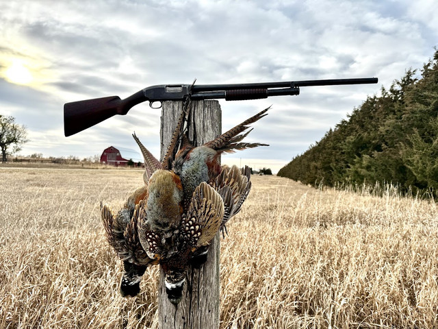 pheasant1612