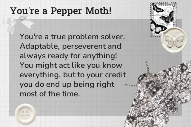 pepper moth