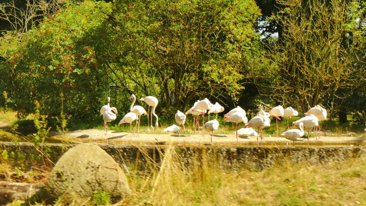 Serengeti-Park / Серенгети-Парк и кусочек Касселя