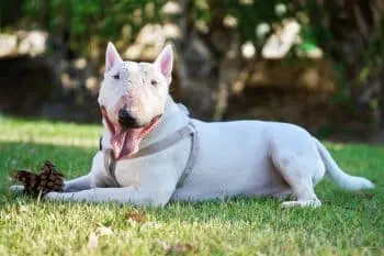 How to Pick the Right Joint Supplement for Your Bull Terrier