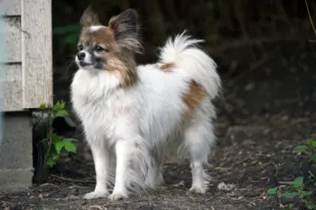 Dental Care Essentials for Your Papillon: Top Products to Consider