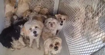 Dogs Rescued From Squalid RV