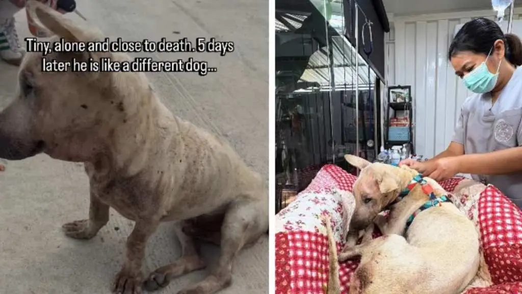 Rescued Street Dog Finds Comfort in New Bed, Video of Transformation Goes Viral
