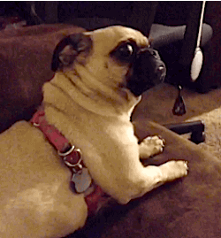 IMG-6325.gif