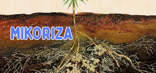 MIKORIZA