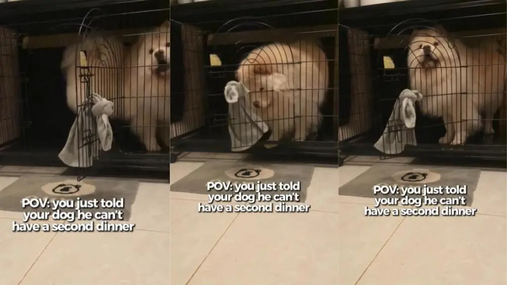 Dog Stages Elaborate Exit Over Denied Meal