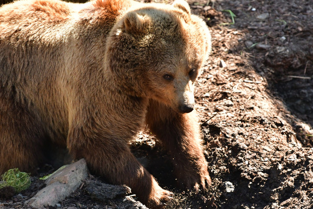 Two brown bears together in their outdoor enclosure at Copenhagen Zoo.