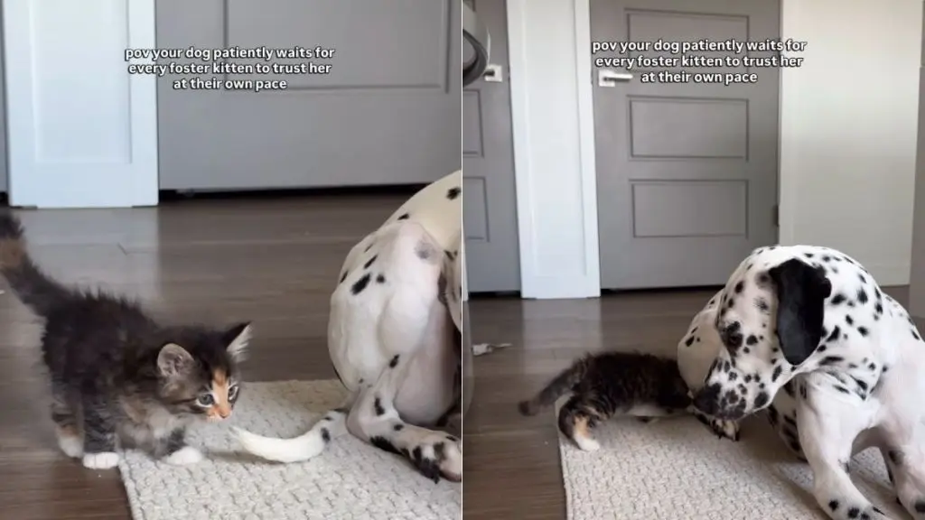 Foster Kitten Wins Over Gentle Giant