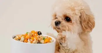 The Fresh Food Difference: A Vet's Perspective on Canine Nutrition