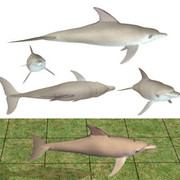 Dolphin