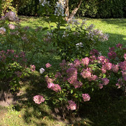 IMG-0559