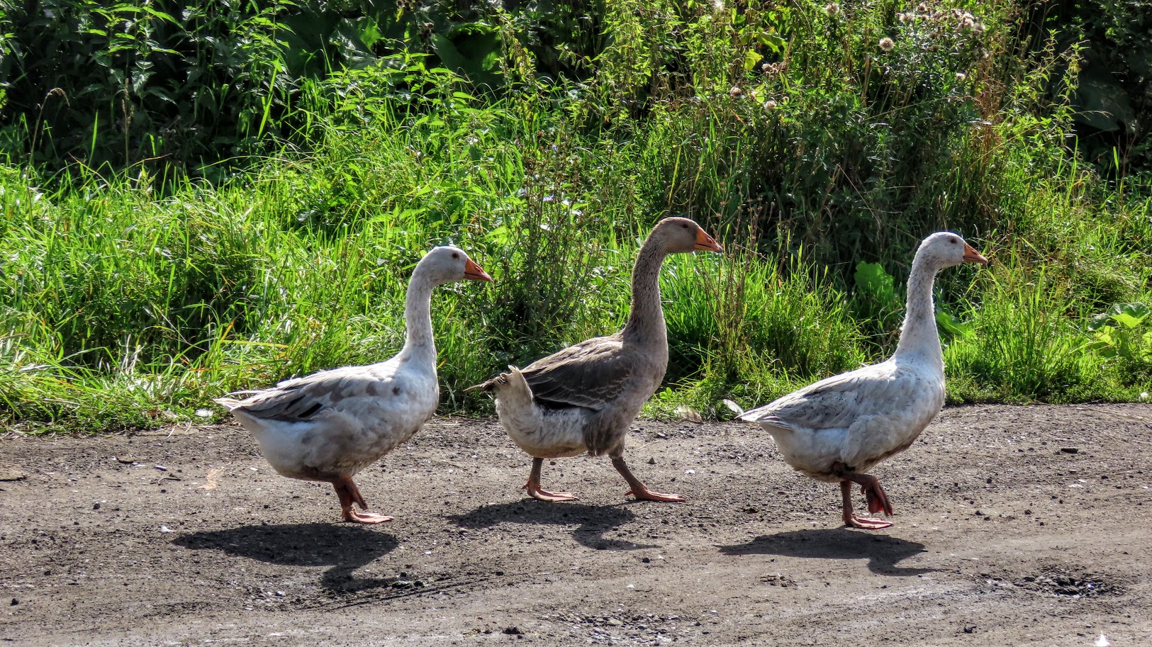 нильский гусь. гусь птица важная. гусь серый домашний. итальянские гуси крупные. гусь водоплавающая птица.