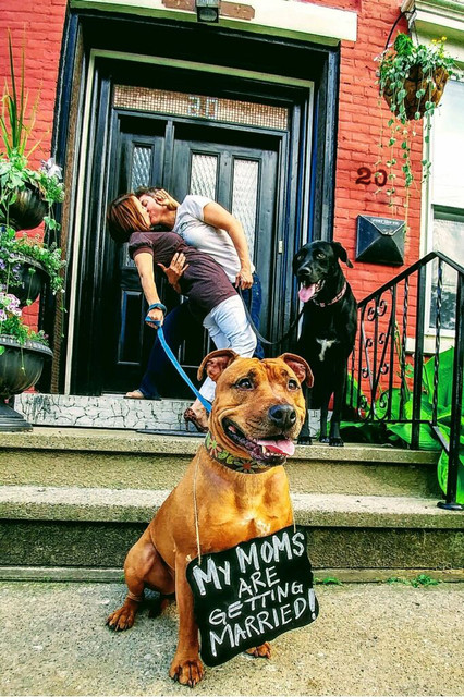 20-Dog-on-doorstep