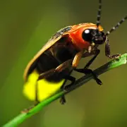 firefly