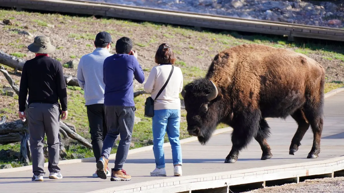 Coșmar în Yellowstone: Turist atacat de bizon