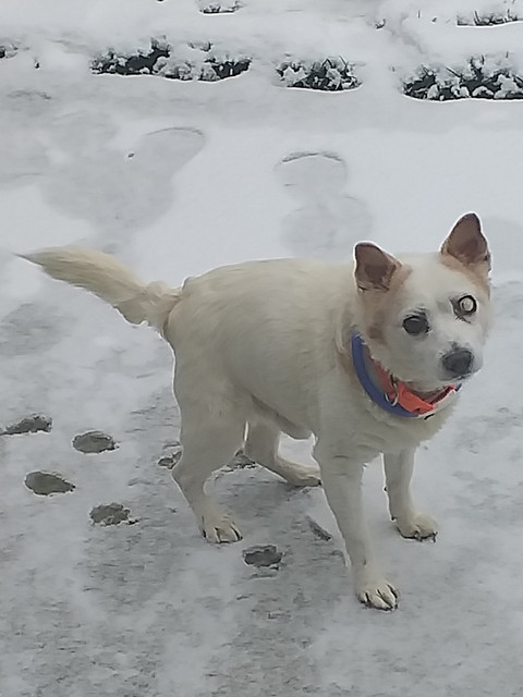 Jack-In-The-Snow