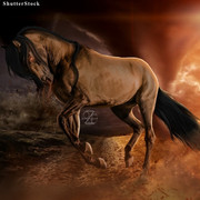 Webp-net-compress-image-10