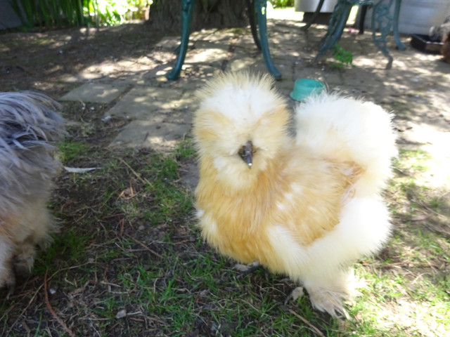 Red Pyle young pullet.jpg