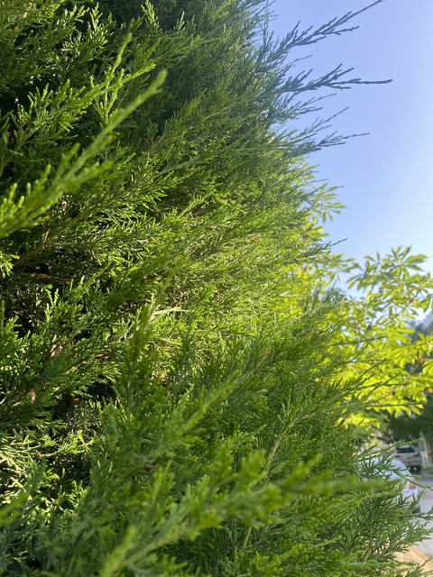 IMG 0386