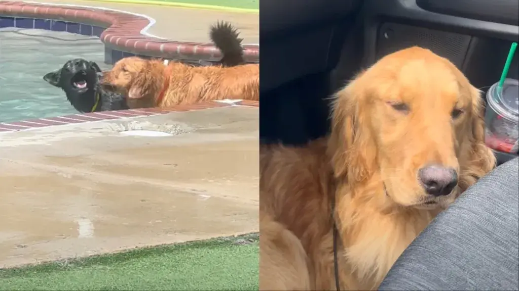 Dog Avoids Owner's Gaze After Pool Exit