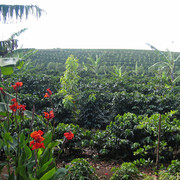 Coffee-Plantation4