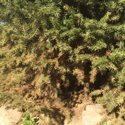 ель Nidiformis