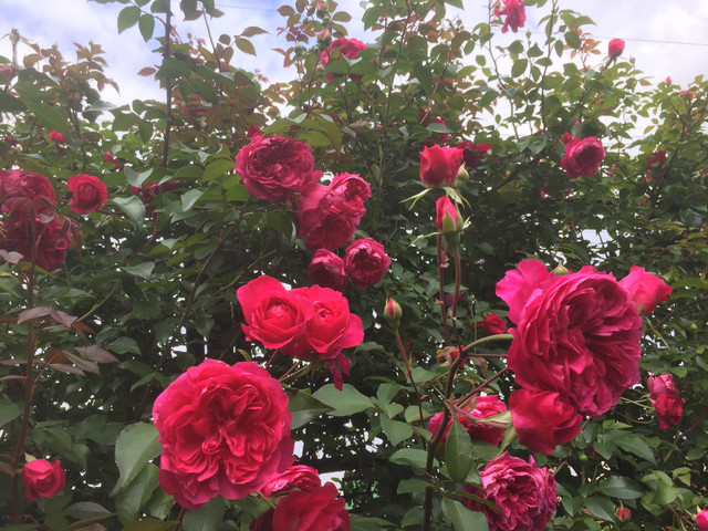 Ivor's Rose