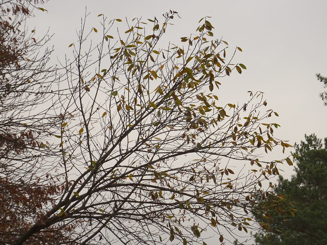 DSC09708.jpg