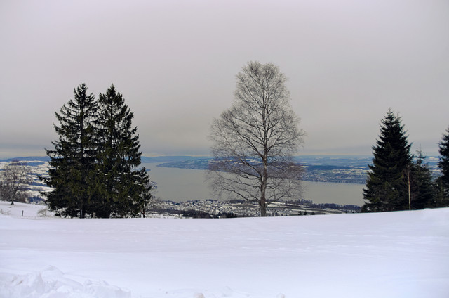 IMGP4571-1.jpg