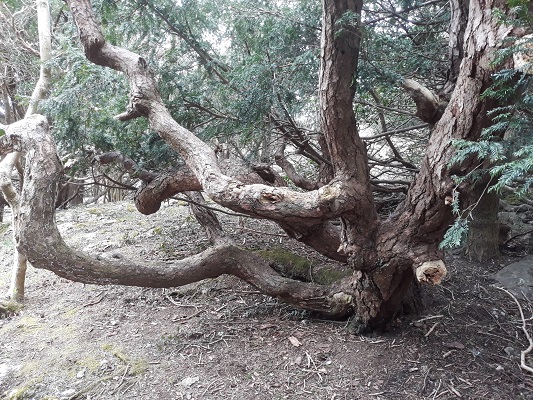 029a-Contorted-Pine.jpg