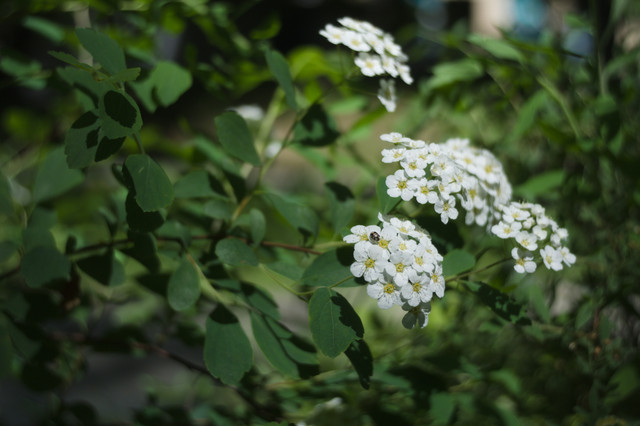 DSC3887-1.jpg