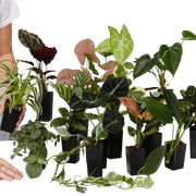 Indoor-Plant-Collection-2