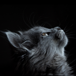cat2.png